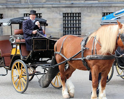 Horse-drawn wagons